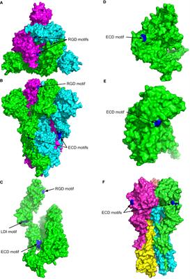 Are the integrin binding motifs within SARS CoV-2 spike protein and MHC class II alleles playing the key role in COVID-19?